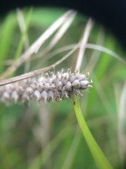 Carex pellita