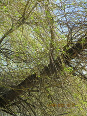 Salix babylonica