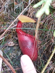 Nepenthes villosa