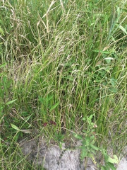 Carex pellita