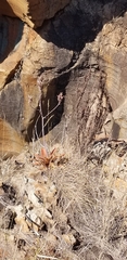 Aloe affinis