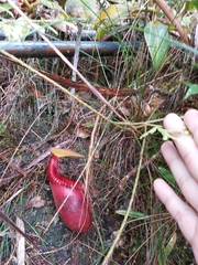 Nepenthes villosa