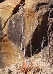 Aloe affinis