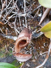 Nepenthes villosa