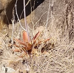 Aloe affinis
