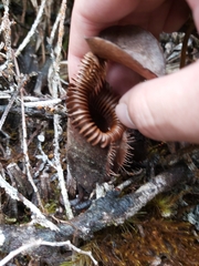 Nepenthes villosa