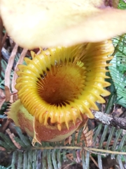 Nepenthes villosa