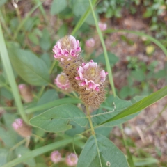 Uraria crinita