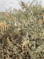 Atriplex lentiformis