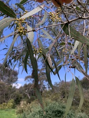 Eucalyptus camaldulensis