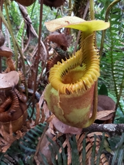 Nepenthes villosa