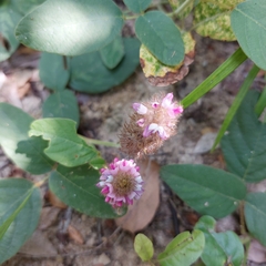 Uraria crinita