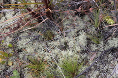 Cladonia confusa