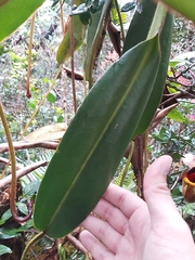 Nepenthes villosa