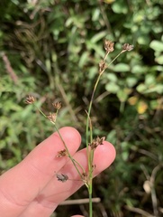 Juncus alpinoarticulatus