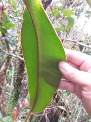 Nepenthes villosa