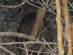 Sylvilagus bachmani