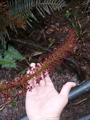 Nepenthes villosa