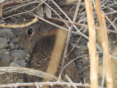 Sylvilagus bachmani