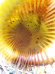 Nepenthes villosa