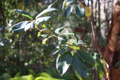 Cissus hypoglauca