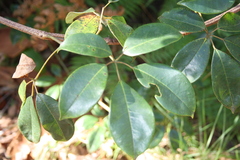 Cissus hypoglauca