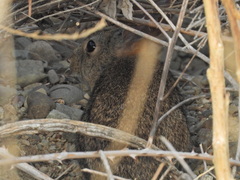 Sylvilagus bachmani
