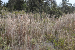 Schizachyrium condensatum