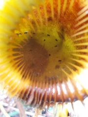 Nepenthes villosa