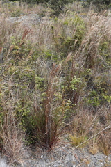 Schizachyrium condensatum