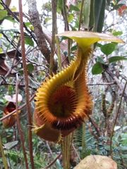 Nepenthes villosa