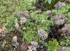 Clavulina cinerea