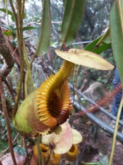 Nepenthes villosa