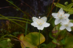 Parnassia asarifolia