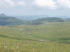 Dactylorhiza urvilleana