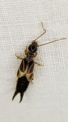 Euborellia cincticollis