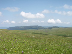 Dactylorhiza urvilleana