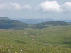 Dactylorhiza urvilleana