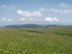 Dactylorhiza urvilleana