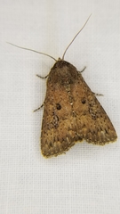Condica sutor