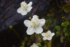 Parnassia asarifolia