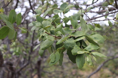 Santalum paniculatum