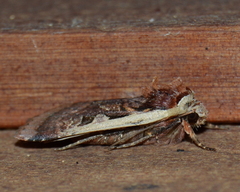 Parabagrotis