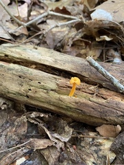 Craterellus ignicolor