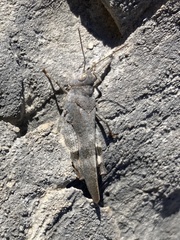 Oedipoda germanica