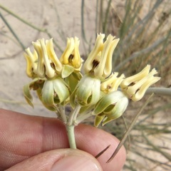 Asclepias subulata