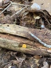 Craterellus ignicolor