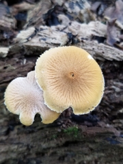 Tricholomopsis decora