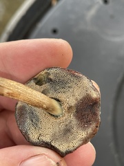 Porphyrellus sordidus