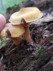 Tricholomopsis decora